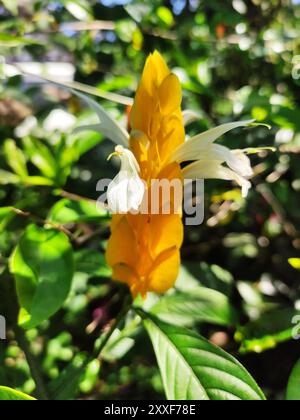 Pachytachys-Lutea-Blüte oder goldene Kerze in Blüte Stockfoto