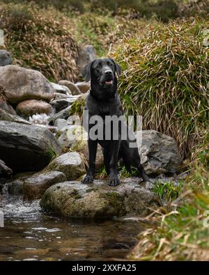 Porträt eines schwarzen Labrador-Retriever-Hundes, der auf einem Felsen in einem Fluss steht und für ein Porträt posiert Stockfoto