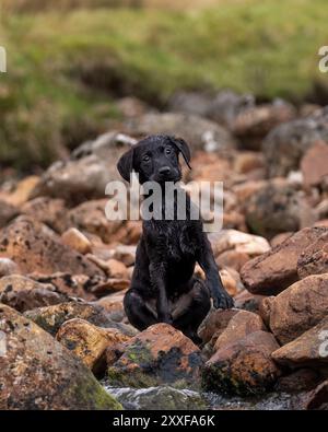 Ein nasser, schwarzer Labrador Retriever-Welpe, der auf Felsen sitzt, posiert für ein natürliches Porträt an einem kleinen Bach Stockfoto