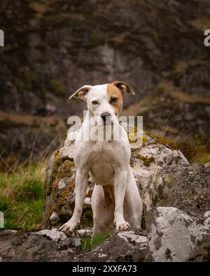 White Pitbull Terrier Hund posiert auf Felsen für ein natürliches Porträt Stockfoto