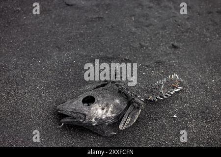 Tote Fische rund um den See die hohe Fischsterblichkeit ist hauptsächlich auf eine Dürre und den starken Wasserabfall zurückzuführen. Globale Erwärmung, Klimawandel Stockfoto