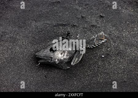 Der Fisch starb an einer Umweltkatastrophe. Stockfoto