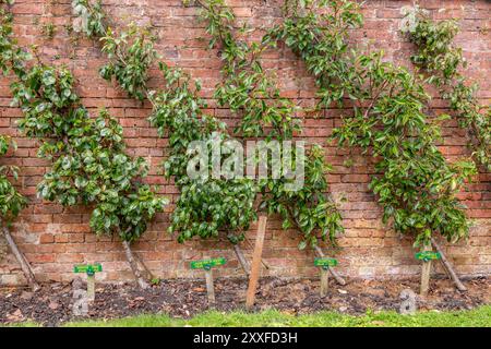 Birnenbäume wachsen auf einem Band an einer Ziegelmauer in einem Garten, Großbritannien. 2024 Stockfoto