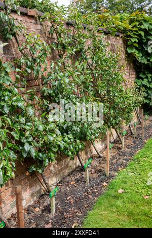 Birnenbäume wachsen auf einem Band an einer Ziegelmauer in einem Garten, Großbritannien. 2024 Stockfoto