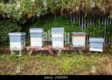 Fünf hölzerne Bienenstöcke in einem Kleinbetrieb, UK.2024 Stockfoto