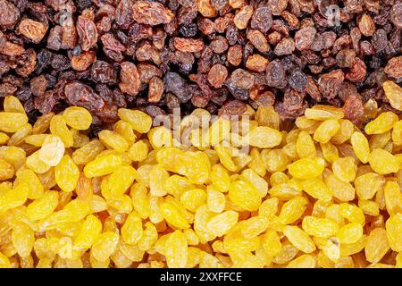 Nahaufnahme brauner und goldener Rosinen in Reihen, die ihre natürliche Textur und leuchtende Farben hervorheben. Konzept des gesunden Snacks, natürliche swe Stockfoto