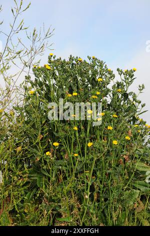 Ständer aus brauner Ochsenzunge. Stockfoto