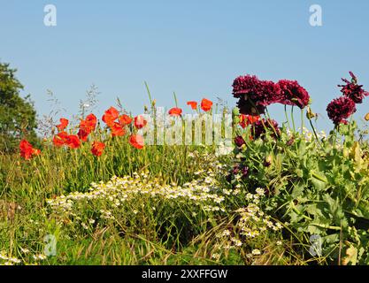 Feldmohn (Papaver rhoeas), Papaver somniferum Double Violet Blush und Scentless Mayweed, Tripleurospermum inodorum auf einer Wildblumenwiese. Stockfoto