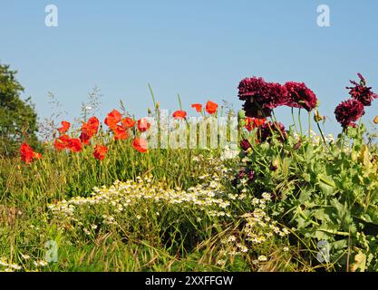 Field Poppies, (Papaver rhoeas), Papaver somniferum Double Violet Blush, and Scentless Mayweed, Tripleurospermum inodorum in a wild flower meadow. Stockfoto