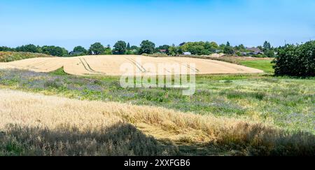 Hügel mit goldenen Weizenfeldern rund um den Timmendorfer Strand, Deutschland Stockfoto