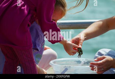 Ein junges Mädchen, das Eine Krabbe von Einer Frau aus Einem Bucket abholt, Crabbing Mudeford Quay, Großbritannien Stockfoto