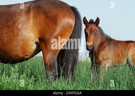 Rückseite Einer Stute und Fohlen New Forest Ponies, Stanpit Marsh UK Stockfoto