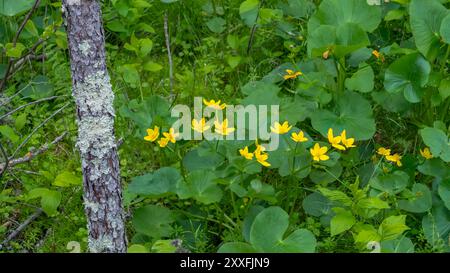 Die Marsh Ringelblume blüht in den Feuchtgebieten des Itasca State Park, Minnesota, USA. Stockfoto