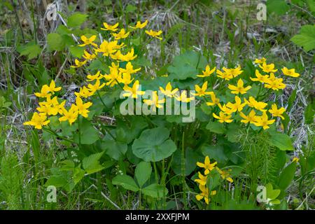 Die Marsh Ringelblume blüht in den Feuchtgebieten des Itasca State Park, Minnesota, USA. Stockfoto