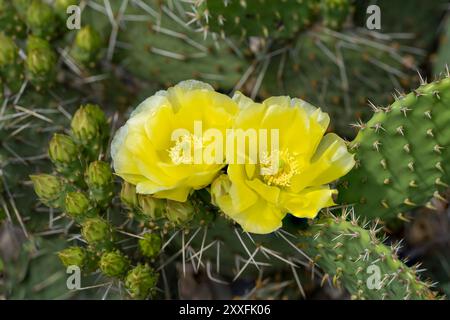 Ein Kaktuskaktus blüht in einem Kaktusgarten in Winkler, Manitoba, Kanada. Stockfoto