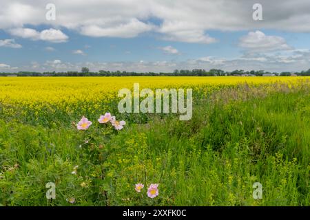 Wilde Rosenblüten und ein blühendes gelbes Rapsfeld bei Schanzenfeld, Manitoba, Kanada. Stockfoto