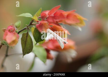 Justicia brandegeeana (Garnelenpflanze) ist saugende, eiförmige Blätter und bogenförmige Spitzen von weißen Blüten, die in sich überschneidenden roten bis rosa Brakken eingeschlossen sind. Stockfoto