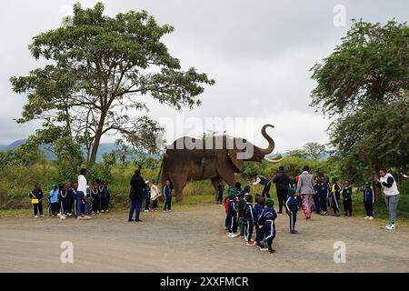 ARUSHA, TANSANIA - 19. Juli 2024: Schulgruppe besucht künstliche Elefanten am Eingang des afrikanischen Nationalparks, bewölkter Himmel an warmen Wintertagen. Stockfoto