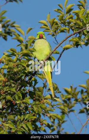 Ein ringhalsiger Sittich, der im Sonnenlicht auf einem Ast sitzt. Stockfoto