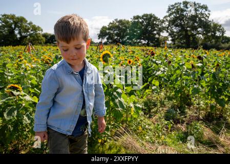 Junge auf einem Sonnenblumenfeld Stockfoto