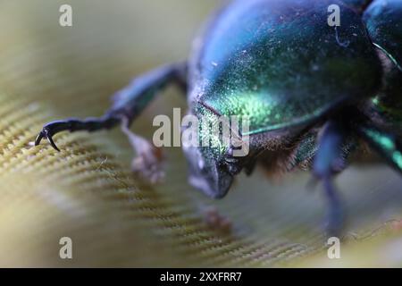 Juni-Käfer, grüne Käfer Ultra-Makroansicht, extreme Nahaufnahme, Grüner Käfer, Käferkopf Bewegung, Cotinis nitida Insekten Stockfoto