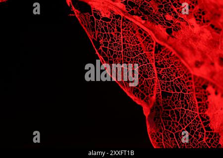 Textur getrockneter Blätter auf schwarzem Hintergrund, rotes Licht, gruselige rote Blätter in der Dunkelheit Stockfoto