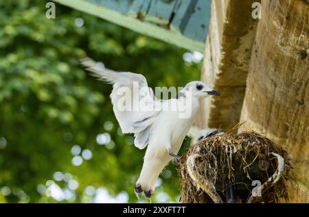 Ein Kittiwake-Küken ist kurz davor, das Nest beim ersten Flug zu verlassen. Viele Paare suchen nach Nistplätzen in der Stadt, da sie nicht genügend Plätze in der Nähe von Klippen haben Stockfoto