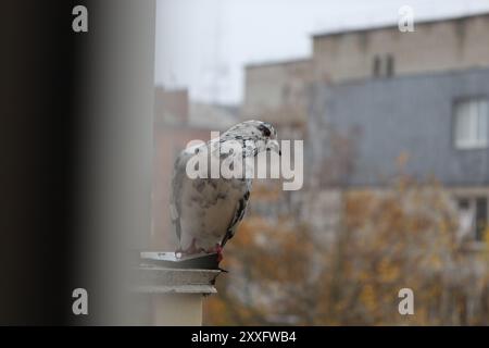 Weiße Tauben Nahaufnahme Porträt, Vogel am Fenster, Sommertag, Tauben schönes Porträt, Taubenaugen in Makro, Extreme Nahaufnahme Stockfoto