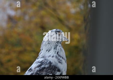 Weiße Tauben Nahaufnahme Porträt, Vogel am Fenster, Sommertag, Tauben schönes Porträt, Taubenaugen in Makro, Extreme Nahaufnahme Stockfoto