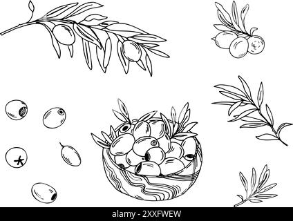 Oliven-Set. Zweige, isolierte Früchte und Oliven in einer Holzschale. Handgezeichnete botanische Strichkunst, Vektorillustration. Für Karten, Menüs, Produkte und Stock Vektor