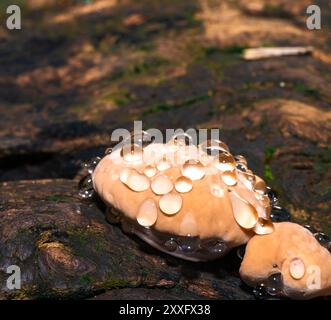 Baby-Lingzhi-Pilz oder Reishi-Pilz auf Holz im Wald Stockfoto