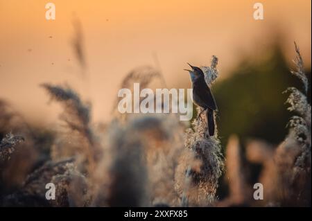 Ein Savi's Grumbler (Locustella luscinioides) sitzt auf einem Schilf vor einem Sonnenuntergang mit offenem Schnabel und singt. Die Szene fängt den Vogel in der Mitte ein Stockfoto