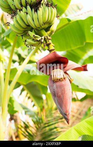 Bananenblüte und unreife Früchte auf einem Baum im Garten Stockfoto