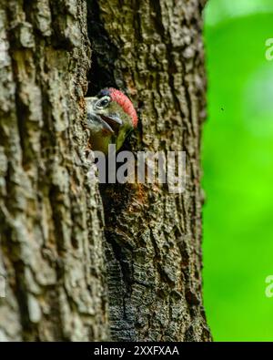 Ein junger Großspecht (Dendrocopos Major) steckt seinen Kopf aus einem Nestloch in einem Wald. Der Vogel schaut sich von seinem Baumhöhlenheim um. Stockfoto