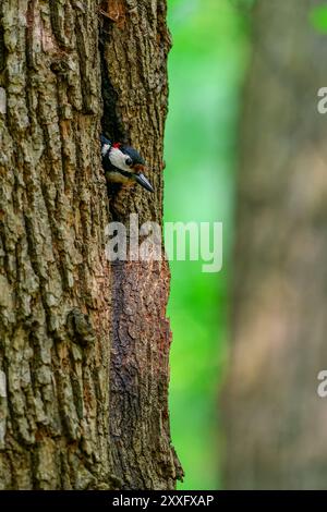 Ein junger Großspecht (Dendrocopos Major) steckt seinen Kopf aus einem Nestloch in einem Wald. Der Vogel schaut sich von seinem Baumhöhlenheim um. Stockfoto