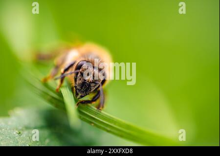 Honigbiene (APIs mellifera) liegt auf einem grünen Blatt in einem Wald. Diese Makroaufnahme erfasst die komplizierten Details der Biene und des Blattes. Stockfoto