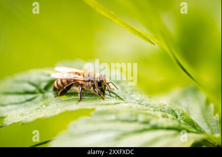 Honigbiene (APIs mellifera) liegt auf einem grünen Blatt in einem Wald. Diese Makroaufnahme erfasst die komplizierten Details der Biene und des Blattes. Stockfoto