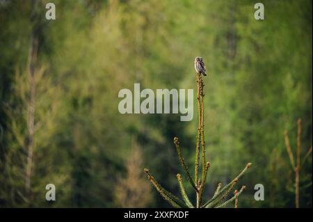 Ein eurasischer Zwergkauz (Glaucidium passerinum) sitzt auf der Spitze einer Fichte, von weitem, und schaut sich im Wald um. Der Hintergrund ist ein Stockfoto