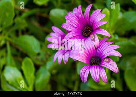 Einige feuchte Wildblumen im Garten, aufgenommen in Rabat, Malta Stockfoto