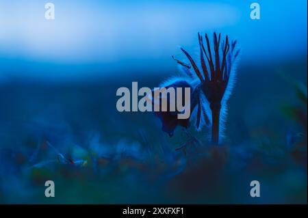 Kleine Pasque-Blume (Pulsatilla pratensis), die in einer Nahaufnahme in der Nacht nach Sonnenuntergang aufgenommen wurde. Die Szene spielt während der blauen Stunde, Highlighti Stockfoto