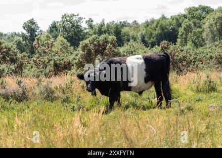 Belted Galloway Kuh weidet auf Chobham Common, Surrey Stockfoto