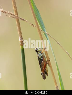 Rotbeinige Grashüpfer-Nahaufnahme auf einer Pflanze Stockfoto
