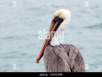 Braunpelikan, Braunpelikan, Pélican brun, Pelecanus occidentalis Urinator, barna gödény, Isabela Island, Galápagos, Ecuador, Südamerika Stockfoto