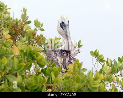 Braunpelikan, Braunpelikan, Pélican brun, Pelecanus occidentalis Urinator, barna gödény, Isabela Island, Galápagos, Ecuador, Südamerika Stockfoto