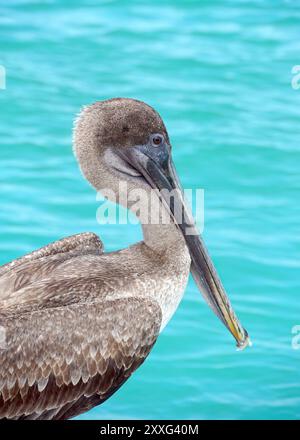 Braunpelikan, Braunpelikan, Pélican brun, Pelecanus occidentalis Urinator, barna gödény, Isabela Island, Galápagos, Ecuador, Südamerika Stockfoto