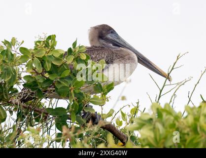 Braunpelikan, Braunpelikan, Pélican brun, Pelecanus occidentalis Urinator, barna gödény, Isabela Island, Galápagos, Ecuador, Südamerika Stockfoto