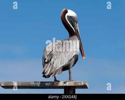 Braunpelikan, Braunpelikan, Pélican brun, Pelecanus occidentalis Urinator, barna gödény, Isabela Island, Galápagos, Ecuador, Südamerika Stockfoto