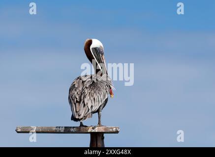 Braunpelikan, Braunpelikan, Pélican brun, Pelecanus occidentalis Urinator, barna gödény, Isabela Island, Galápagos, Ecuador, Südamerika Stockfoto