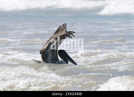 Braunpelikan, Braunpelikan, Pélican brun, Pelecanus occidentalis Urinator, barna gödény, Isabela Island, Galápagos, Ecuador, Südamerika Stockfoto