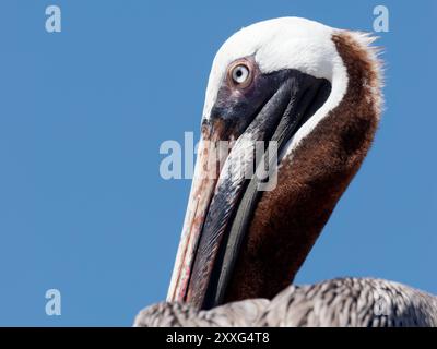 Braunpelikan, Braunpelikan, Pélican brun, Pelecanus occidentalis Urinator, barna gödény, Isabela Island, Galápagos, Ecuador, Südamerika Stockfoto